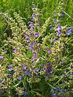 Sauge des pres - Salvia pratensis (prise vers Vals-les-bains, Ardeche)(4)